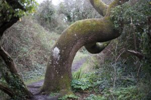 A tree, shaped by the elements, on a quiet woodland path