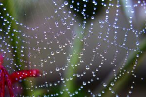 A spider's web, with dew drops on the webbing