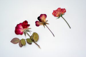 Three dried roses, fading red with damaged petals, doing the best to look like flowers