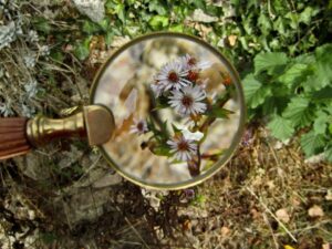 A magnifying glass highlighting some beautiful wild flowers.