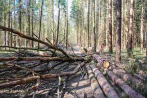 A road blocked by fallen trees, meaning that there is no way forward