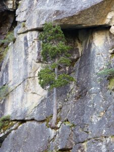 A tree growing out of the side of a cliff, robust and resilient
