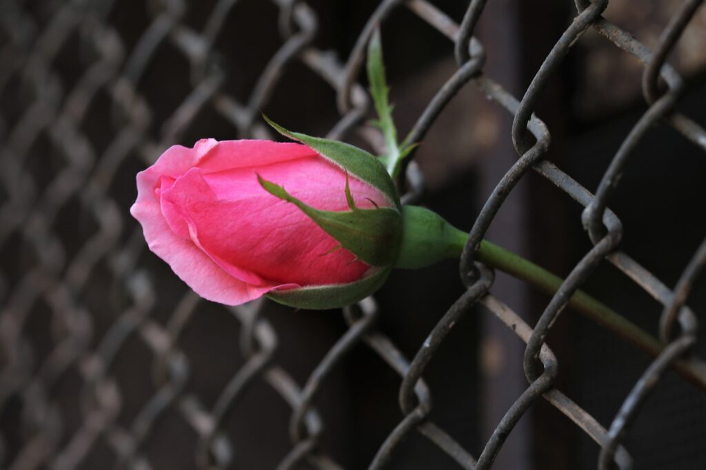A single pink rose is growing through a metal chainlink fence. While there is a real barrier it is possible to break through, which the rose is doing in all its beauty.
