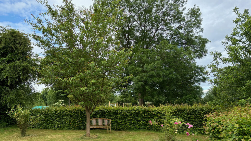 The tree we planted in 2012, a cherry tree. From a small sapling to a large tree, it has strong roots and a powerful trunk. It can certainly weather the storms.