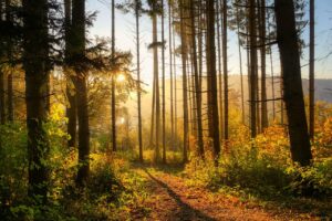 A picture of the sun rising behind some trees, with a slight mist in the air.