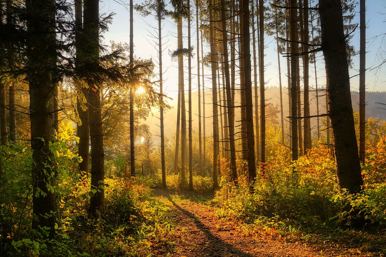 A picture of the sun rising behind some trees, with a slight mist in the air.