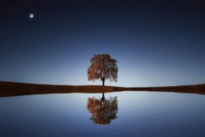 A single tree, with the night sky in the background. The tree is reflected in a perfectly still body of water.