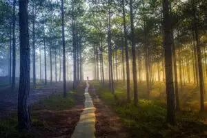 A path through the forest, with a person in the distance finding a way forward